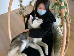 -Husky Go! 哈士奇体验馆·宠物咖啡厅狗咖