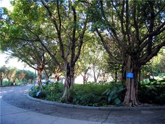 -银湖山郊野公园-相思林