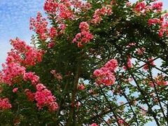 -武汉紫薇都市田园