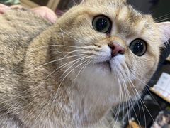 -PETKIT小佩宠物(昭化店)