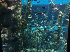 -瑞普利水族馆