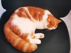 -飞行喵MR PILOT|猫舍·猫咖(静安大融城店)