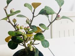 -双季花艺园艺市场(浦东店)