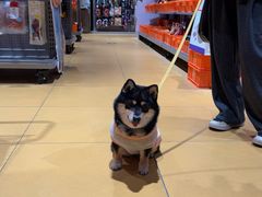 -MARSMART PETS火星宠物超市(1733店)