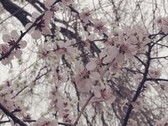 -桃花堤公园