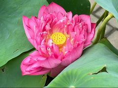 -莲花池公园