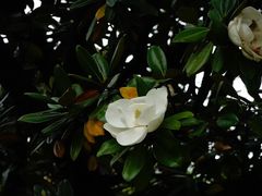 -上海花园饭店