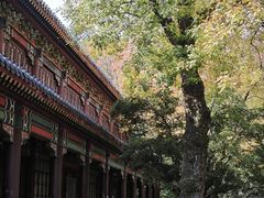 -灵谷景区