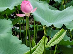 -荔湾湖公园