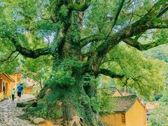 -杨家堂村
