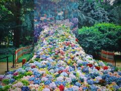 -上海共青森林公园