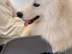 -Let's go狗咖·猫咖·奶狗·桌游(春熙路IFS店)