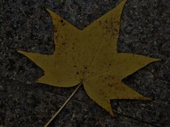 -成飞公园