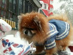 -利又安动物医院··老年病·猫科犬科·中兽医