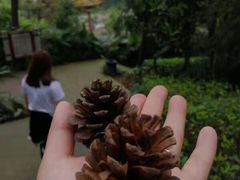 -铁山坪森林公园