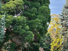 -墨尔本皇家植物园