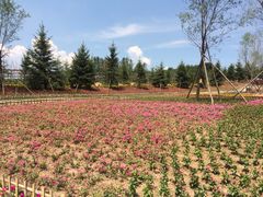 -北纬44度·金珠花海休闲农业旅游景区