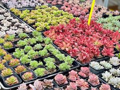 -李村大集