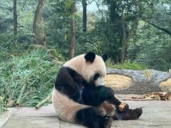 -中国大熊猫保护研究中心雅安碧峰峡基地