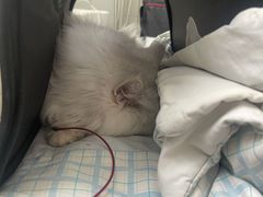 -北京赛佳动物医院