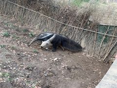-上海野生动物园