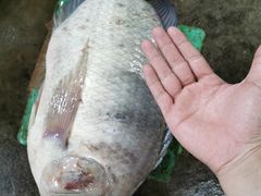 山泉罗非鱼-美厨尚品