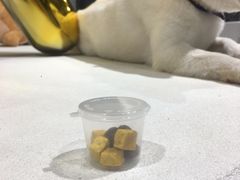 -柴务处·柴犬主题狗咖