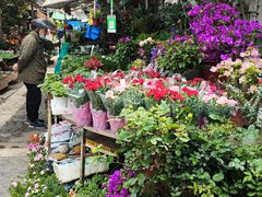 -曲阳花鸟市场(曲阳路店)