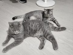 -猫岛主趣味餐厅(鼓浪屿店)