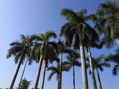 -顺峰山公园