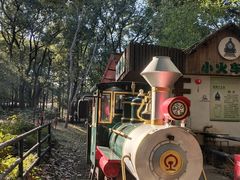 -上海共青森林公园