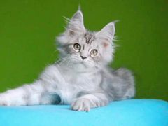 -十年猫舍·猫咪专门店(普陀店)