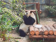 -泉州海丝野生动物世界