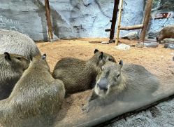 -Zoolung Zoolung动物主题公园(海信广场店)