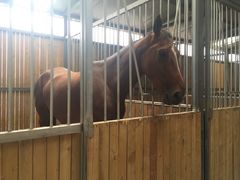 -月河湾马术俱乐部(朝阳店)