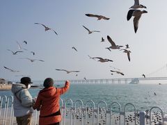 -星海湾跨海大桥