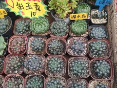 -秦美花卉(天朗·莱茵小城2期店)