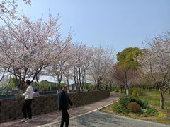 -高东镇樱花园