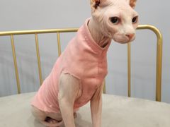 -BABIT巴比特宠物(MOMOPARK店)