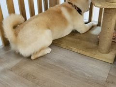 -柴迷FANS CLUB·柴犬狗咖·猫咖