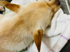 -派联宠物医院·24h·CT·异宠