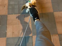 -天宠宠物医院24小时·急重症诊疗中心·全科·腔镜特色(和平分院)