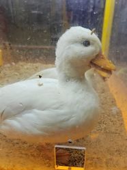 -神奇动物撸宠馆·羊驼·小浣熊·异宠(豫园店)