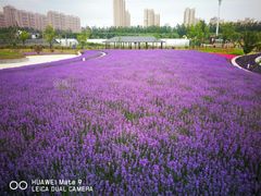 -菊园百果园