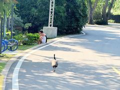 -圣淘沙天际线斜坡滑车