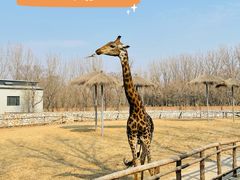 -北京野生动物园