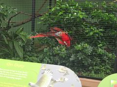 -新加坡飞禽公园