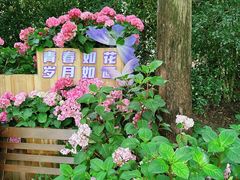 -上海滨江森林公园