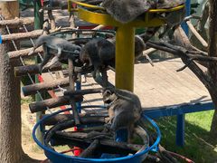 -西霞口神雕山野生动物世界