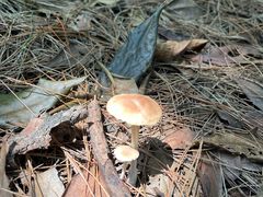 -铁山坪森林公园